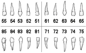 International Tooth Numbering System Chart