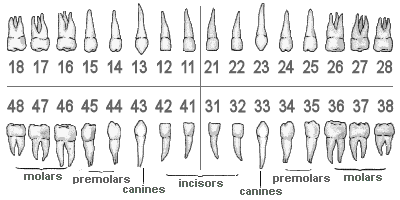 Teeth Names Numbers