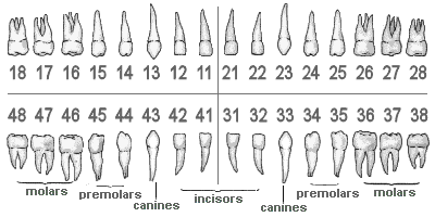 Diagram Of Human Teeth Numbering Charts