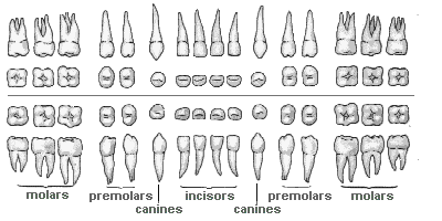 Human Teeth