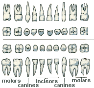 Primary Dentition Chart