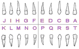 Baby Teeth Chart Alphabet