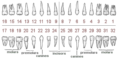 Permanent Teeth Chart Numbers